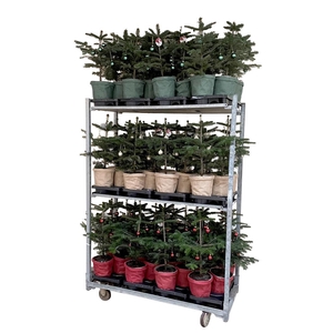 ABIES NORDMANNIANA p19 color met deco