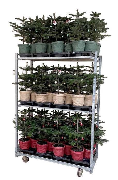 <h4>ABIES NORDMANNIANA p19 color met deco</h4>