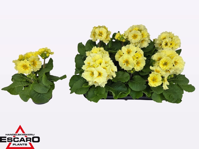 <h4>PRIM EL SIBEL LIME</h4>