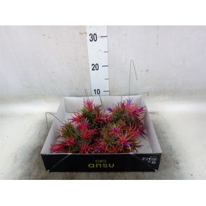 Tillandsia