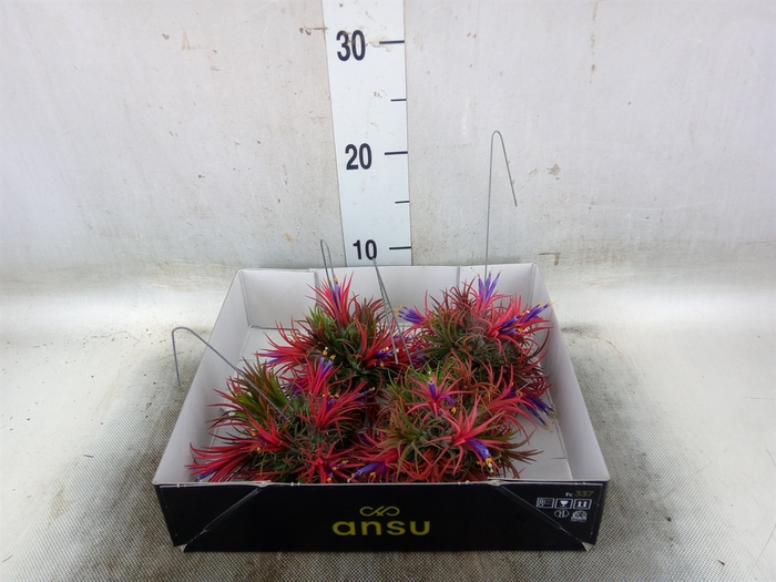 <h4>Tillandsia</h4>