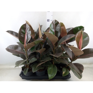Ficus elastica 'Pink Camouflage'
