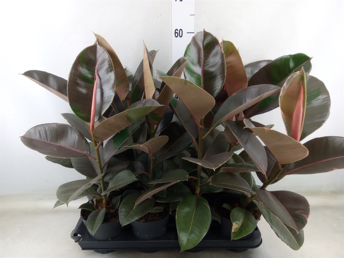<h4>Ficus elastica 'Pink Camouflage'</h4>