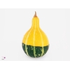 Cuc Pep Pear Bicolor