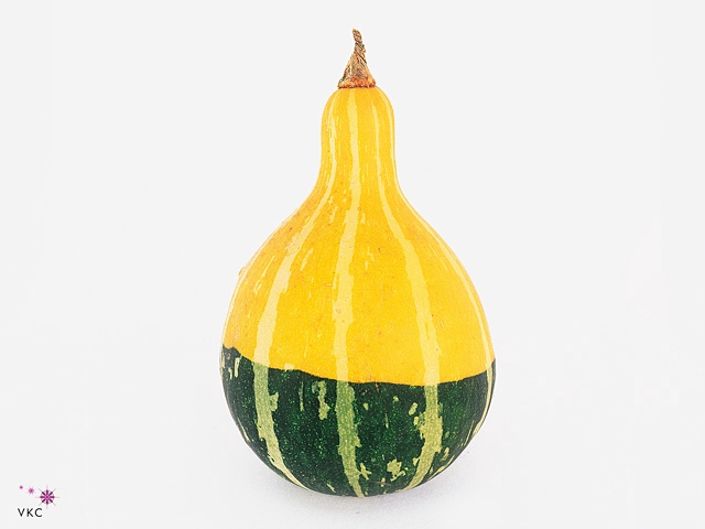 Cuc Pep Pear Bicolor