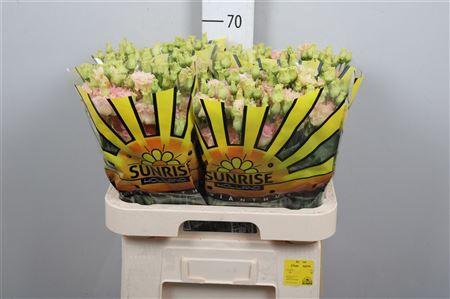 <h4>Eus G Alissa Champagne</h4>