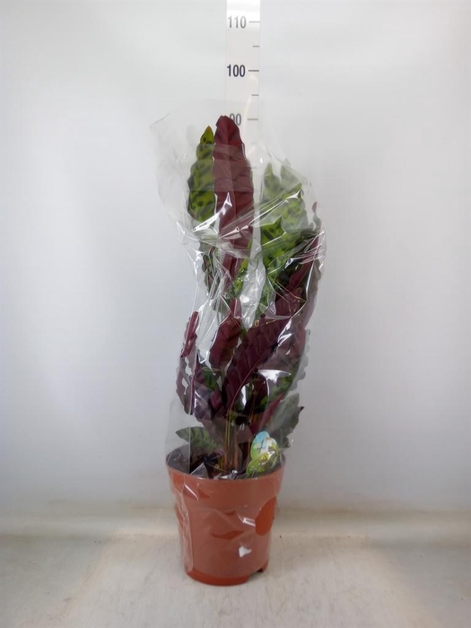 <h4>Calathea lancifolia</h4>