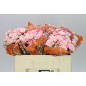 Rosa Tr Speak Blossoms