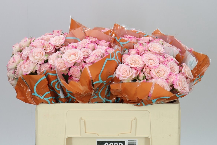 <h4>Rosa Tr Speak Blossoms</h4>