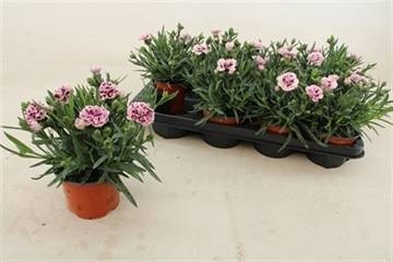 <h4>DIAN CARYOPHYLLUS</h4>