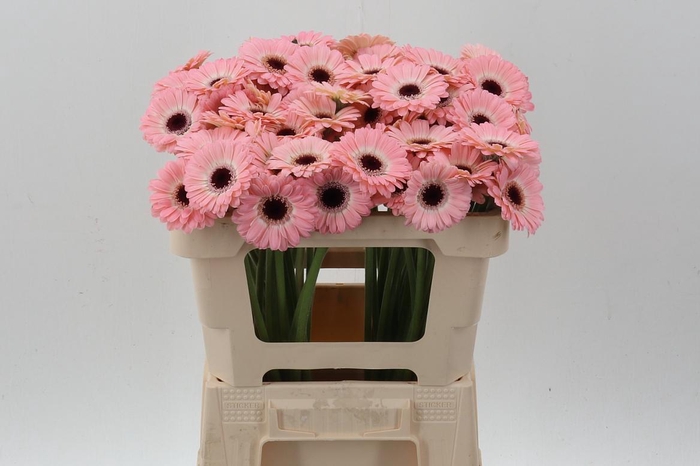 <h4>Ge Mi Dixon</h4>