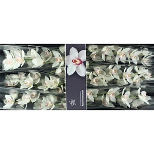 Cymb Tak White Chrystal x 8