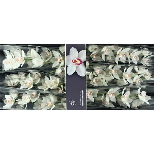 <h4>Cymb Tak White Chrystal x 8</h4>