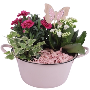 Spring Flower Arr. Outdoor Zinc Bowl with Handles Pink Ø20cm 3PP