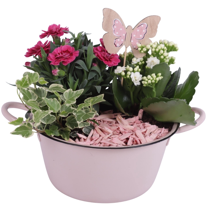 <h4>Spring Flower Arr. Outdoor Zinc Bowl with Handles Pink Ø20cm 3PP</h4>