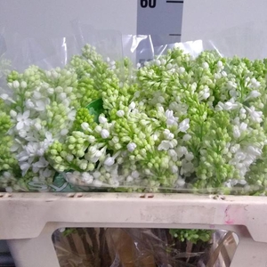 SYR V MME FL STEPMAN