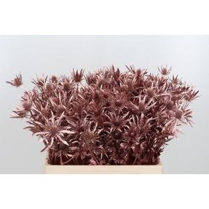 Eryn Orion Kl Bh Rose Goud