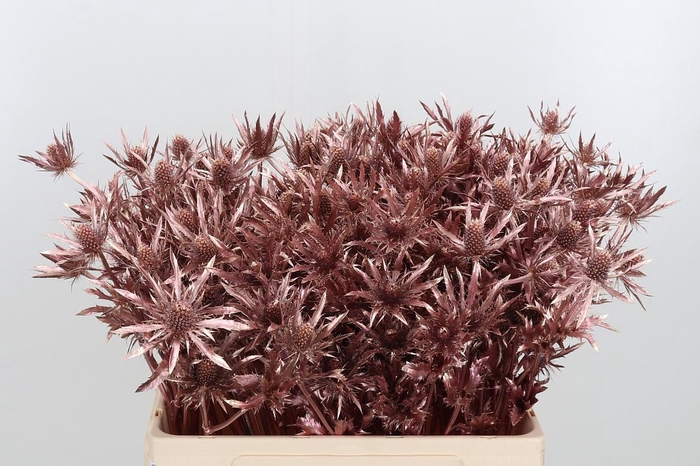 <h4>Eryn Orion Kl Bh Rose Goud</h4>