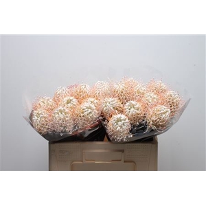 Leuco Klbh White