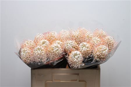 <h4>Leuco Klbh White</h4>