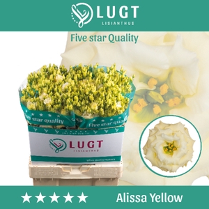 Lisianthus Alissa Yellow