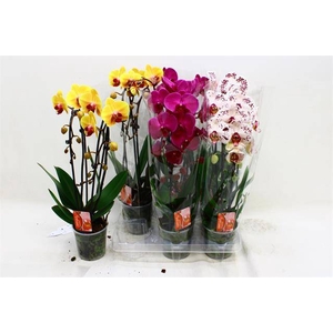 Phalaenopsis Elegans Cascade 12Ø 45cm 2st 16fl