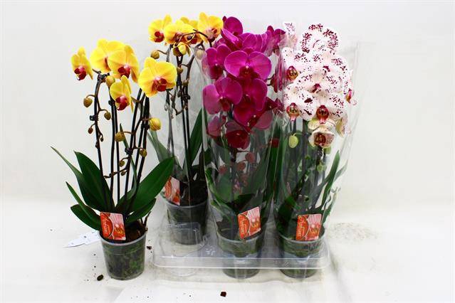 Phalaenopsis Elegans Cascade 12Ø 45cm 2st 16fl