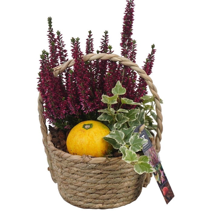<h4>Arr.   Tuinplanten L%</h4>