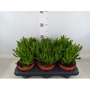 Crassula ovata 'Trompet'