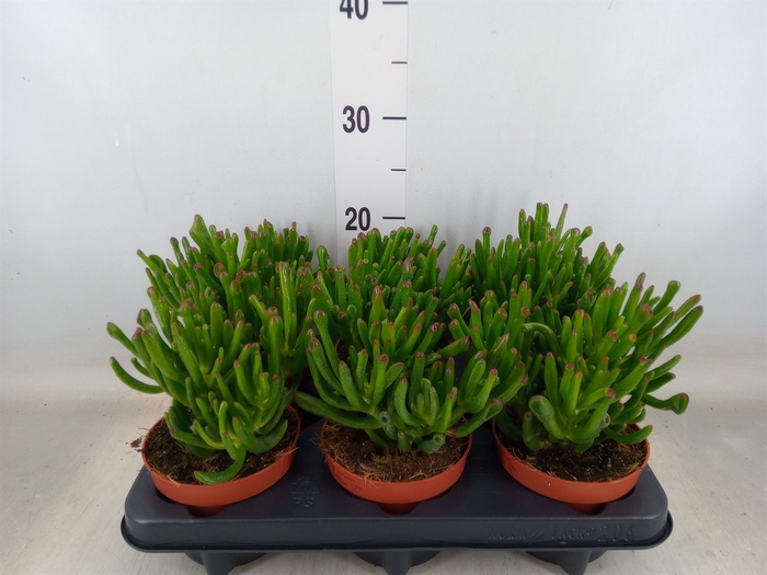 <h4>Crassula ovata 'Trompet'</h4>