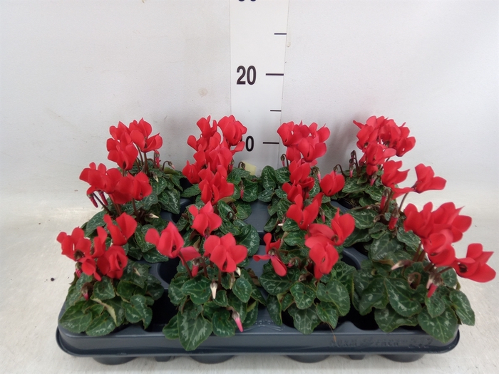 <h4>Cyclamen KL 'Verano'</h4>