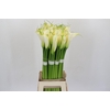 Zantedeschia Eydolls White