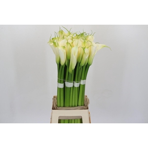 Zantedeschia Eydolls White