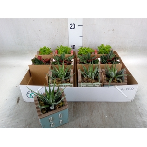 Planten  ..in schaal L%