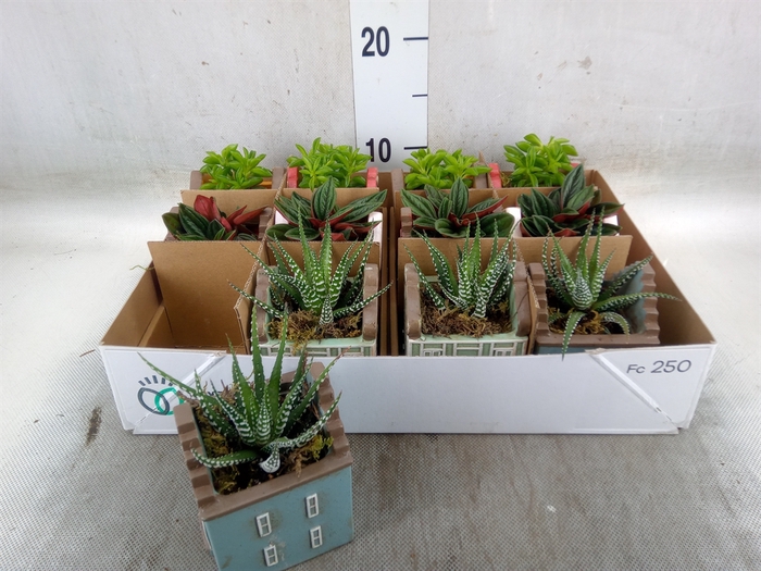 <h4>Planten  ..in schaal L%</h4>