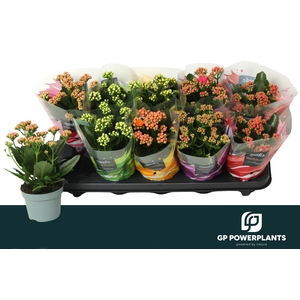 KAL GE PERF GEM 5 KL