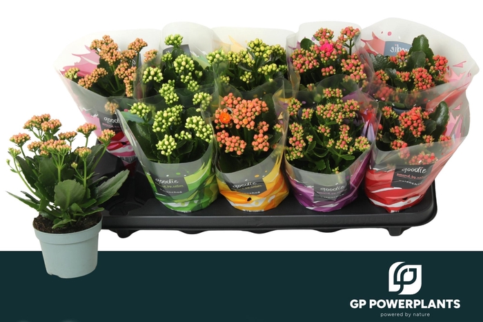 <h4>KAL GE PERF GEM 5 KL</h4>