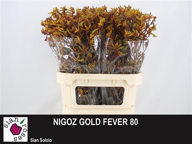 ANIGOZ GOLD FEVER