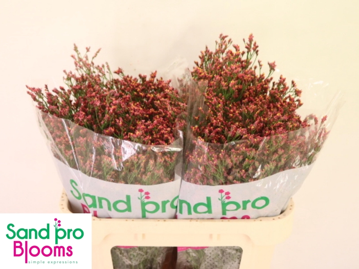 <h4>Lim Sin Max Diamond</h4>