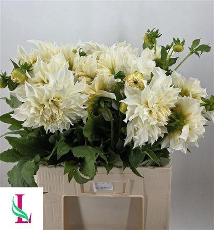<h4>Dahl Cafe Lait Supre</h4>