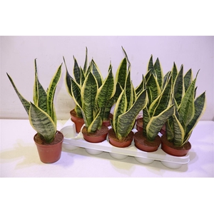 arr8 Sansev Futura Superb