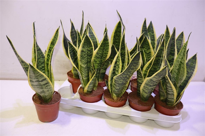 <h4>arr8 Sansev Futura Superb</h4>