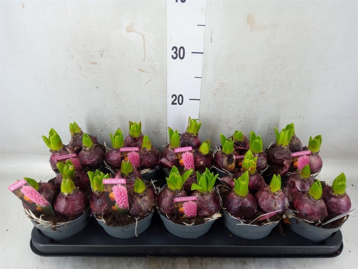 <h4>Hyacinthus orie. 'Pearl Pink'</h4>