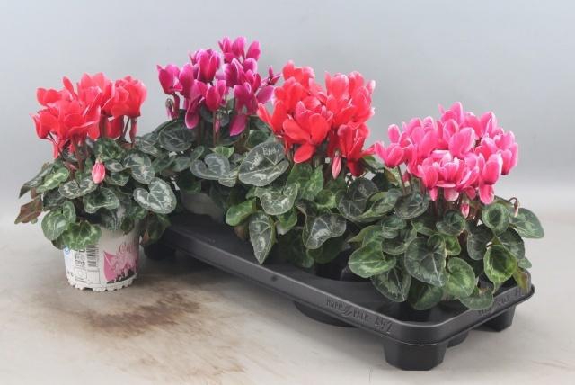 <h4>CYCL GR HALIOS FANT</h4>