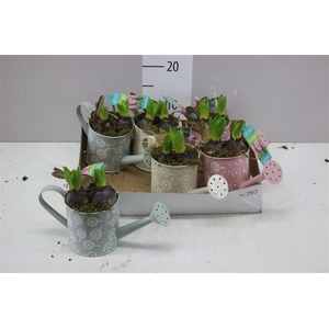 Arr Hyacinth In Zinken Gieter