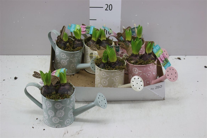 <h4>Arr Hyacinth In Zinken Gieter</h4>