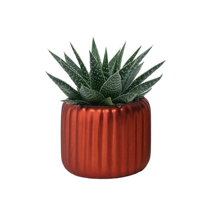 <h4>999254 Vertical Red P6</h4>