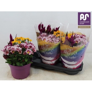 PERKPL GEM IN POT