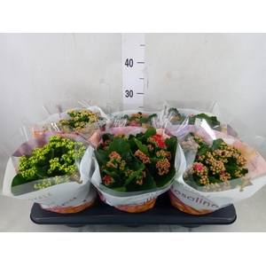 Kalanchoe blos. 'RoyalDon'   ..mix