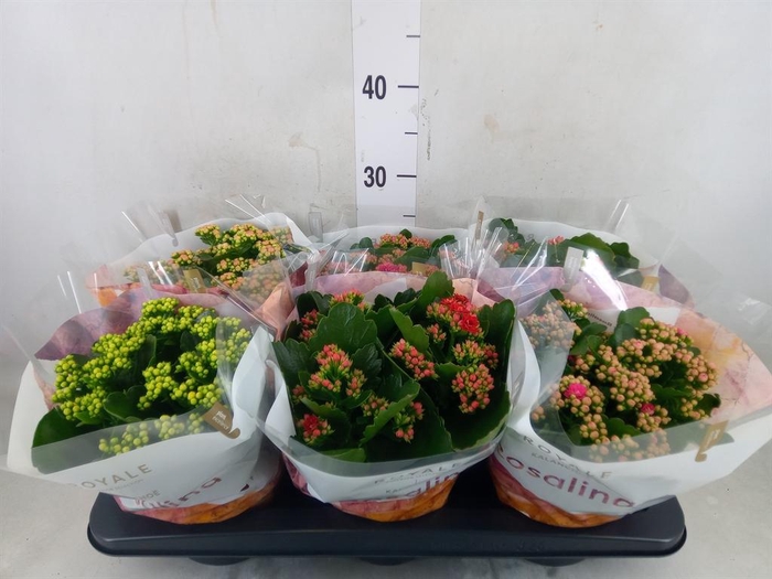 <h4>Kalanchoe blos. 'RoyalDon'   ..mix</h4>